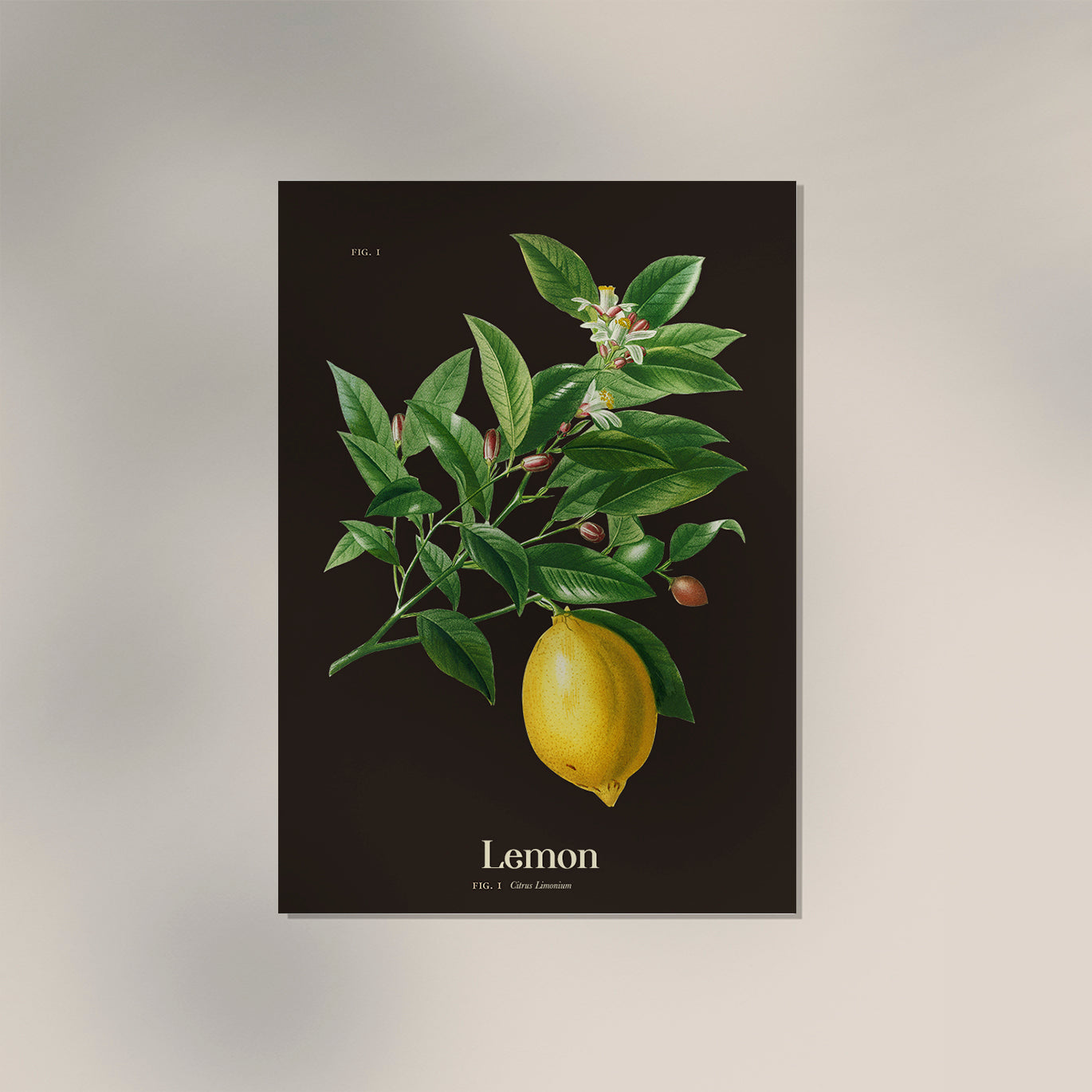 Lemon Botanical Poster