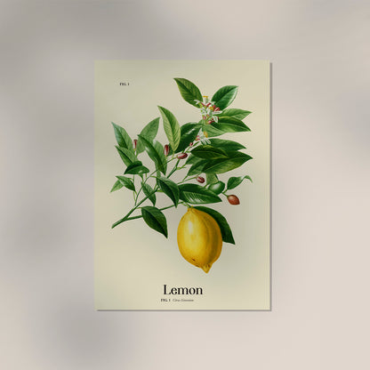 Lemon Botanical Light Poster