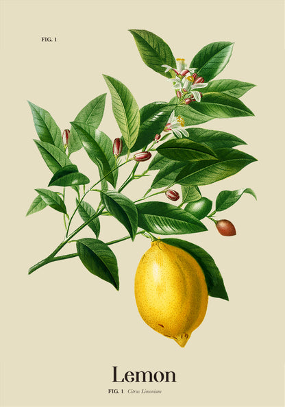 Lemon Botanical Light Poster