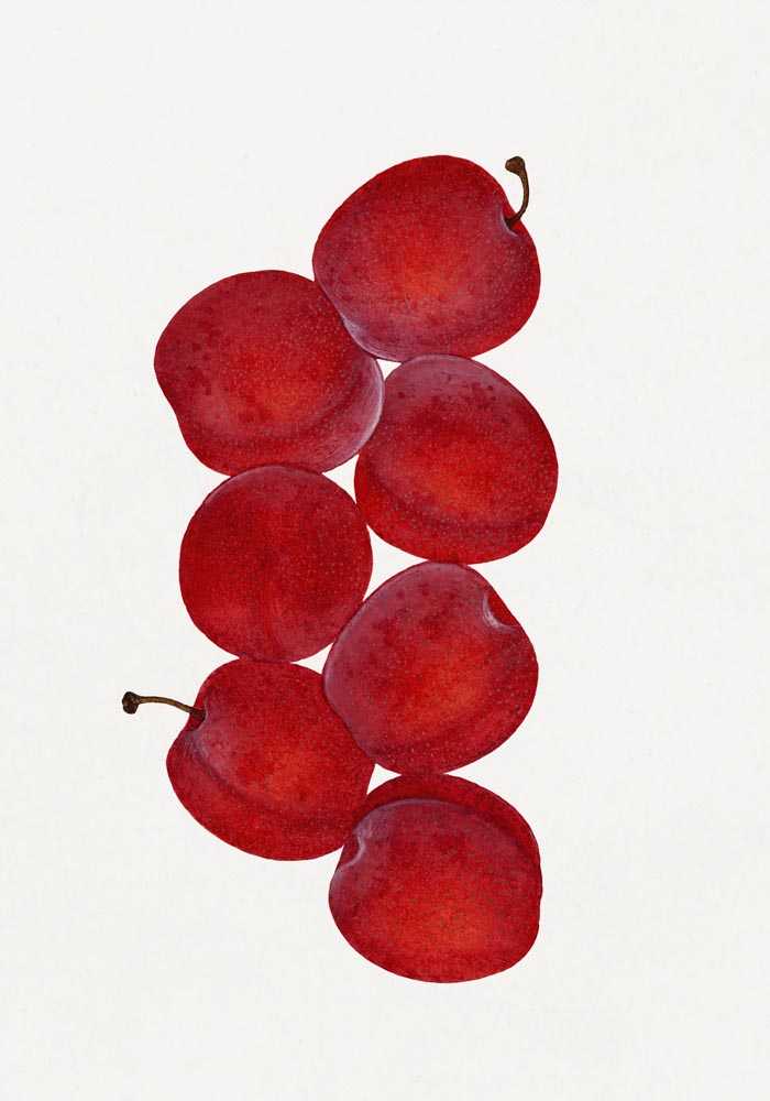 Cherries Botanical Poster