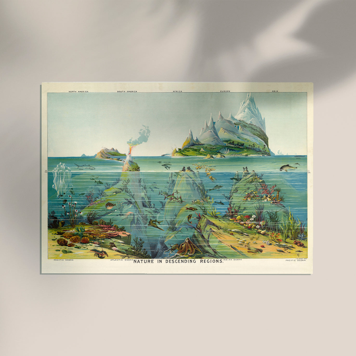 Nature in descending Regions Educational Vintage Chart