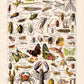 Arthropodes Chart Larousse Poster