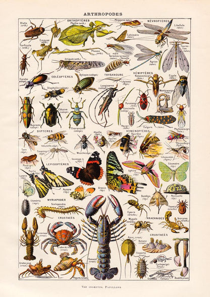 Arthropodes Chart Larousse Poster