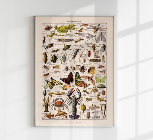 Arthropodes Chart Larousse Poster