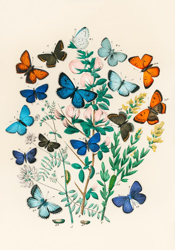 Colorful Butterflies Poster