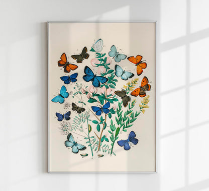 Colorful Butterflies Poster