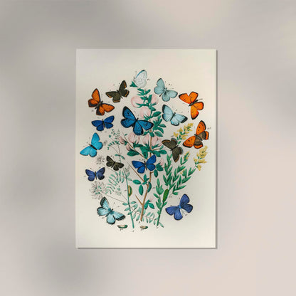 Colorful Butterflies Poster