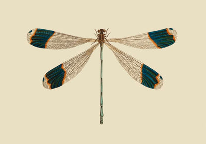 Dragonfly Poster