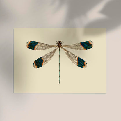 Dragonfly Poster