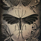 Haeckel Moths Poster