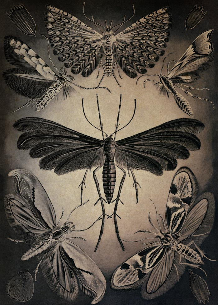 Haeckel Moths Poster