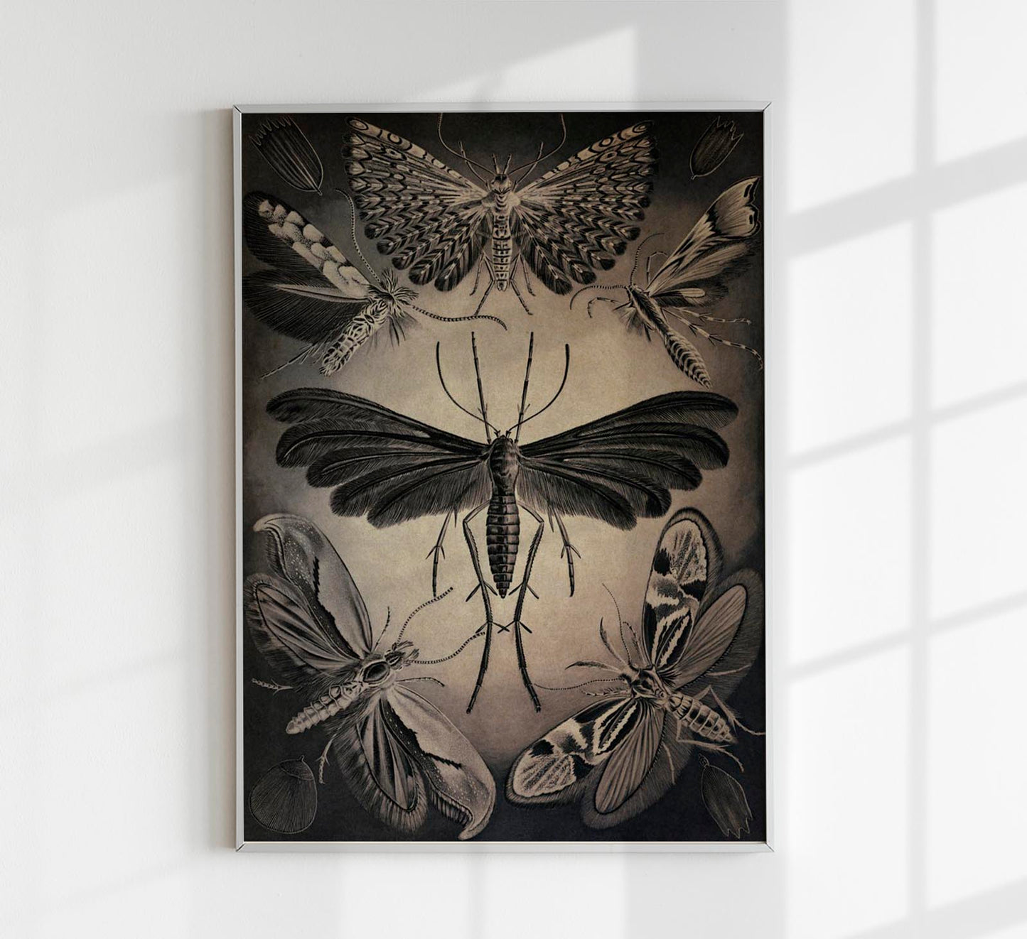 Haeckel Moths Poster