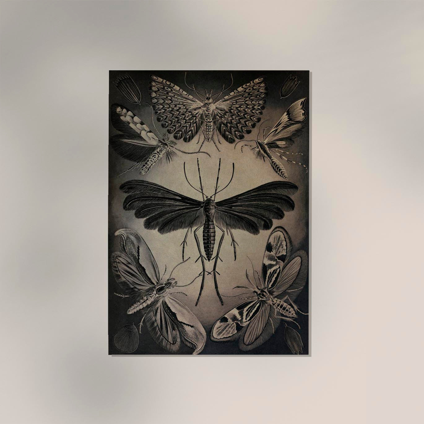 Haeckel Moths Poster