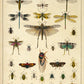 Insects by Oken Poster