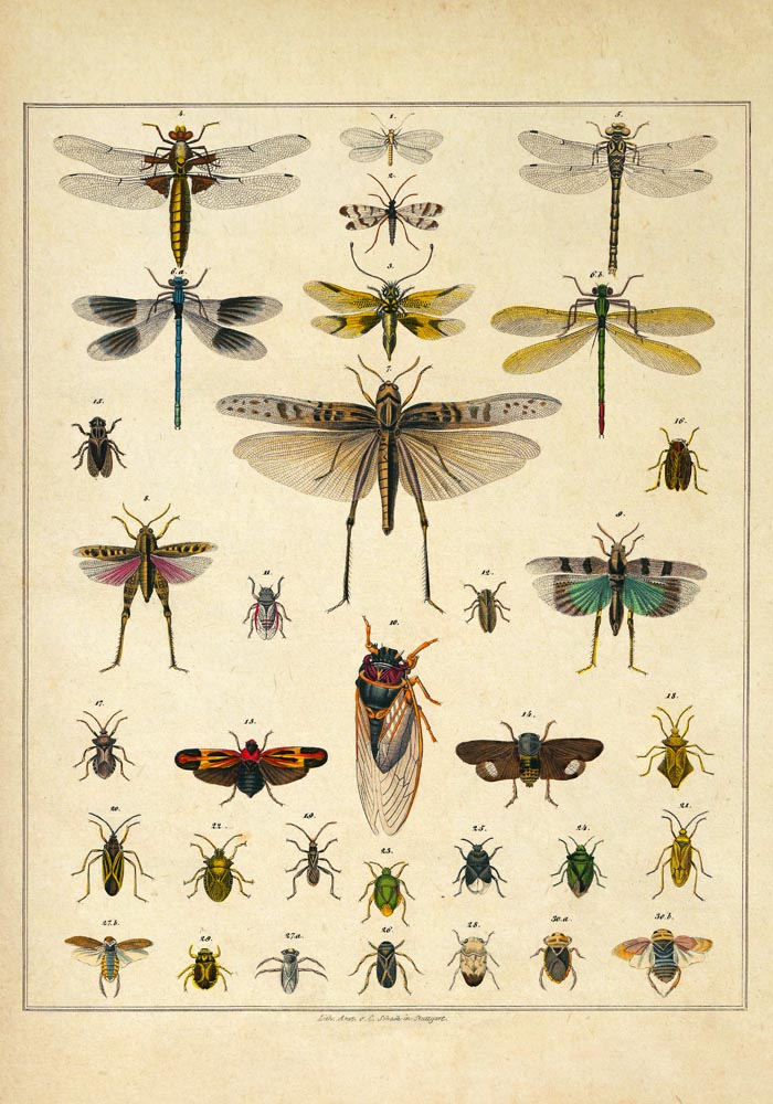 Insects by Oken Poster