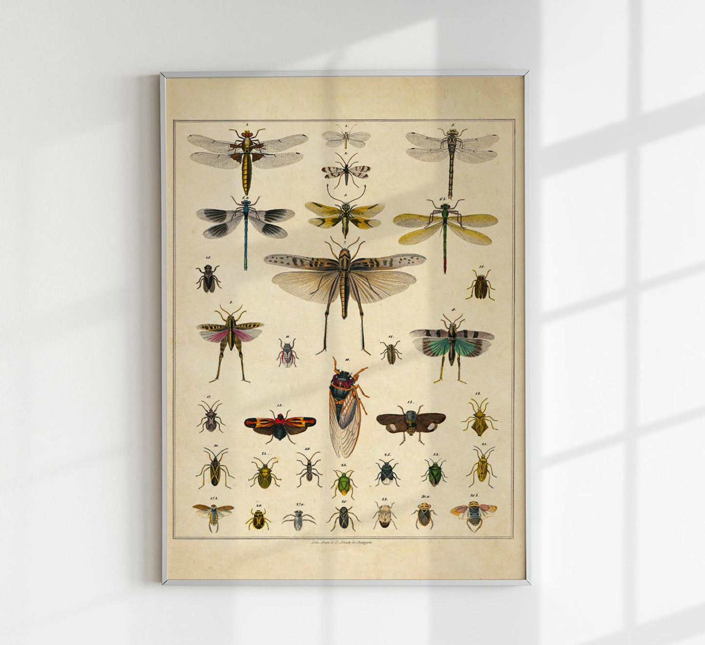 Insects by Oken Poster