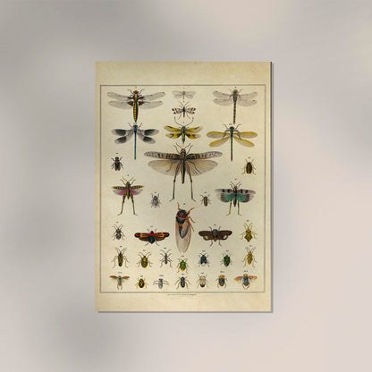 Insects by Oken Poster