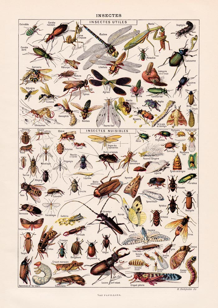 Insects Chart Larousse Poster