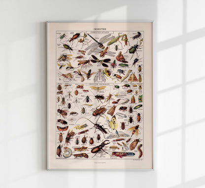 Insects Chart Larousse Poster