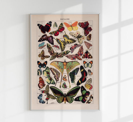 Papillons Chart Larousse Poster