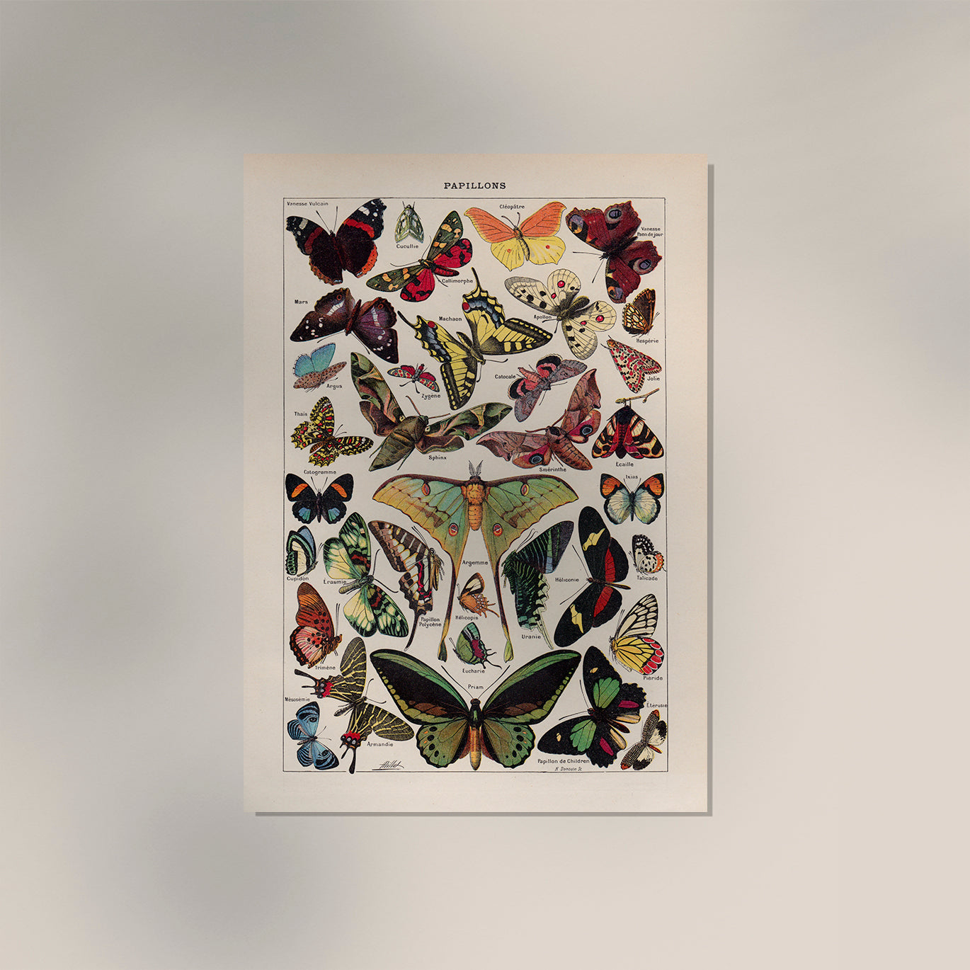 Papillons Chart Larousse Poster