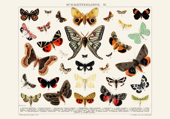 Butterfly II Poster