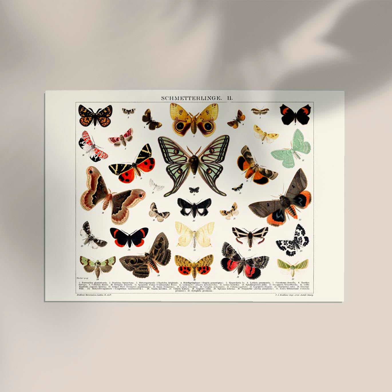 Butterfly II Poster