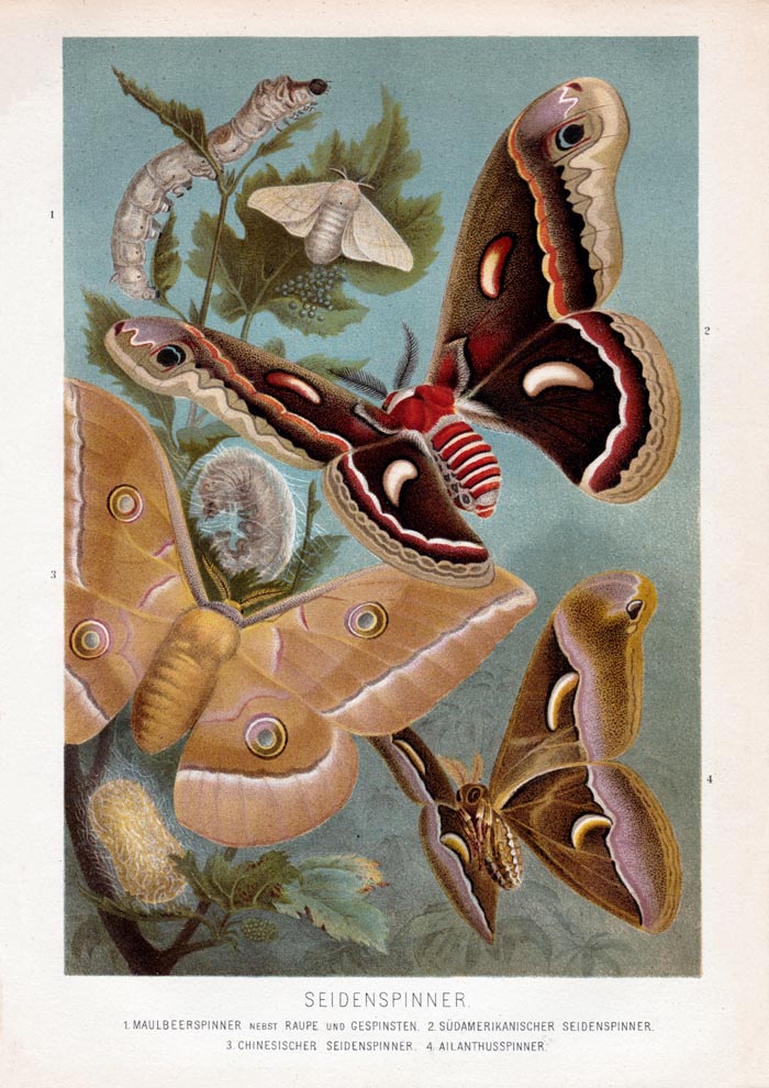 Golden Silk Moths Poster