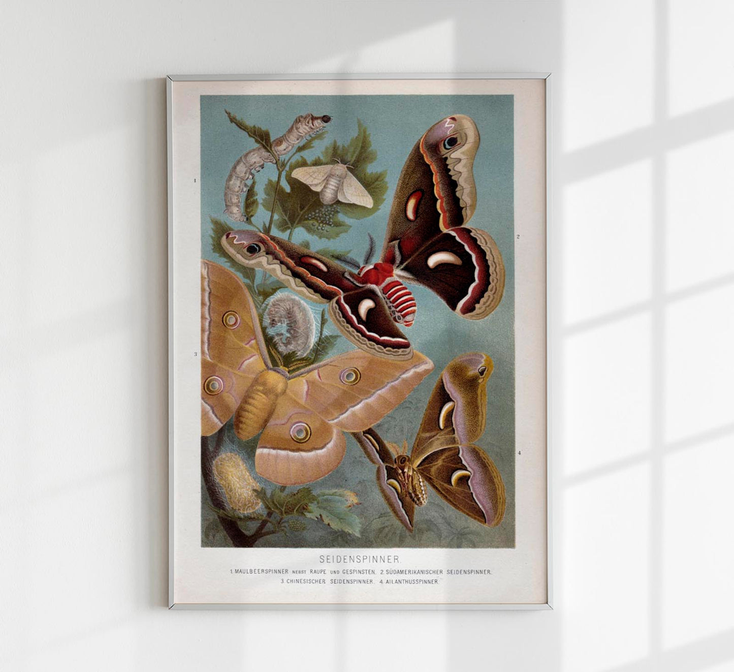 Golden Silk Moths Poster