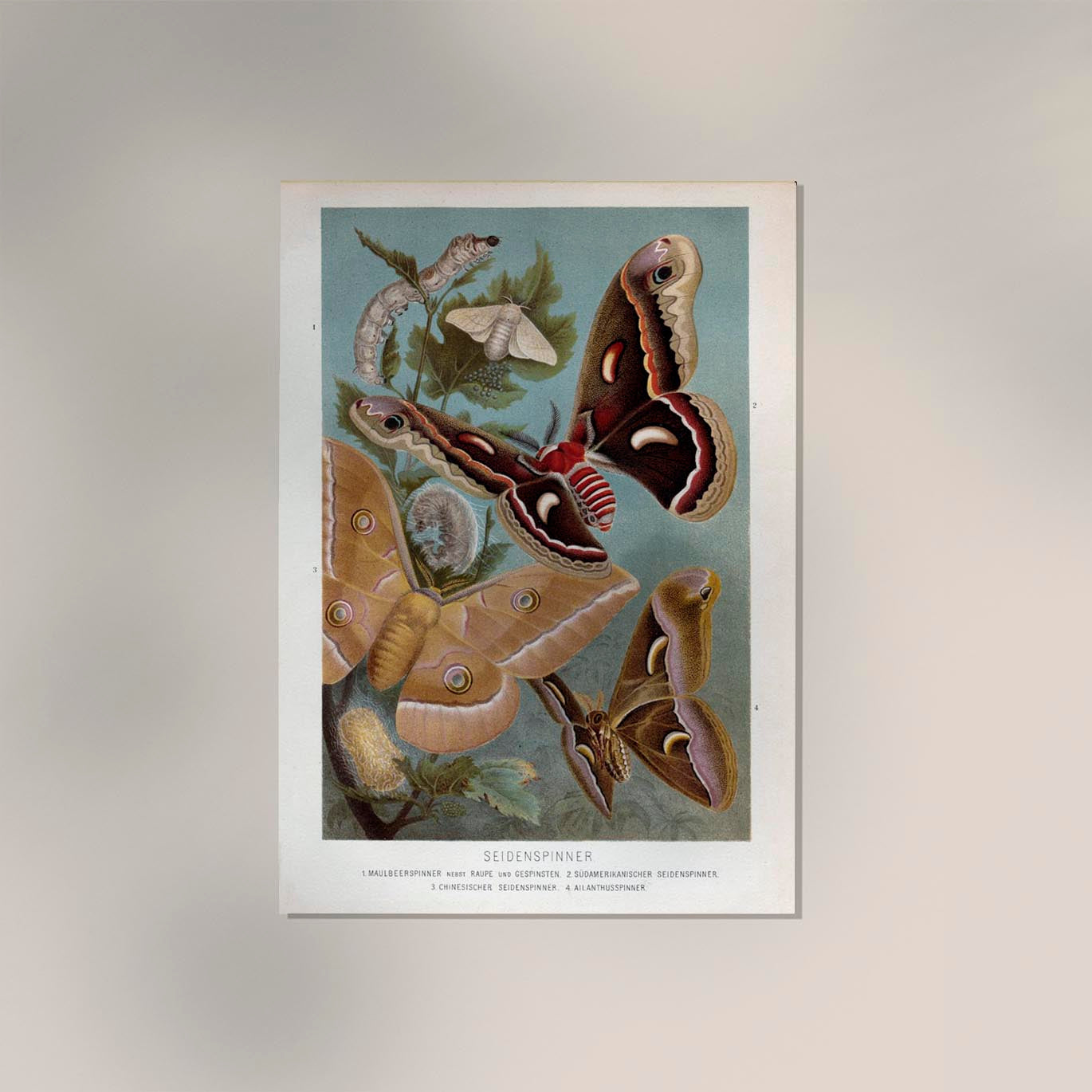 Golden Silk Moths Poster