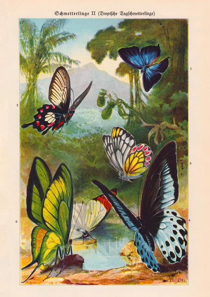 Tropical Butterfly II Poster