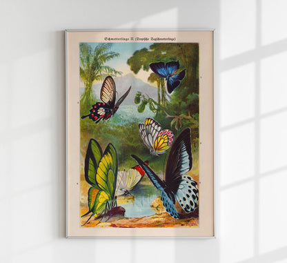 Tropical Butterfly II Poster