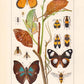 Insects with Camouflage I Poster