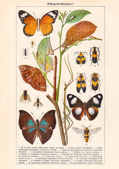 Insects with Camouflage I Poster