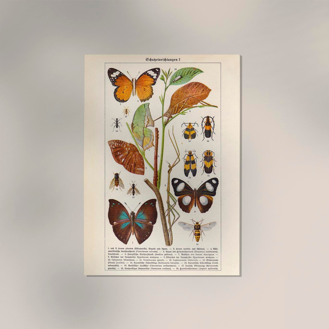 Insects with Camouflage I Poster