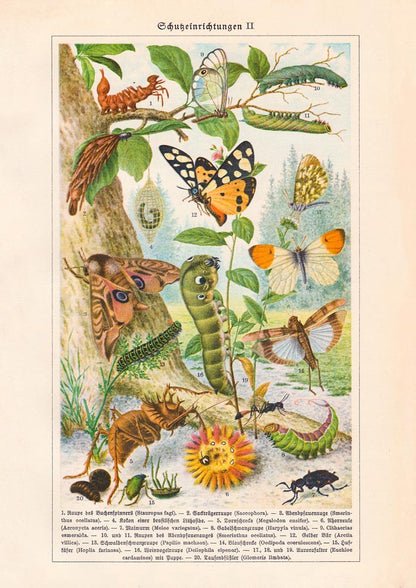 Insects with Camouflage II Poster