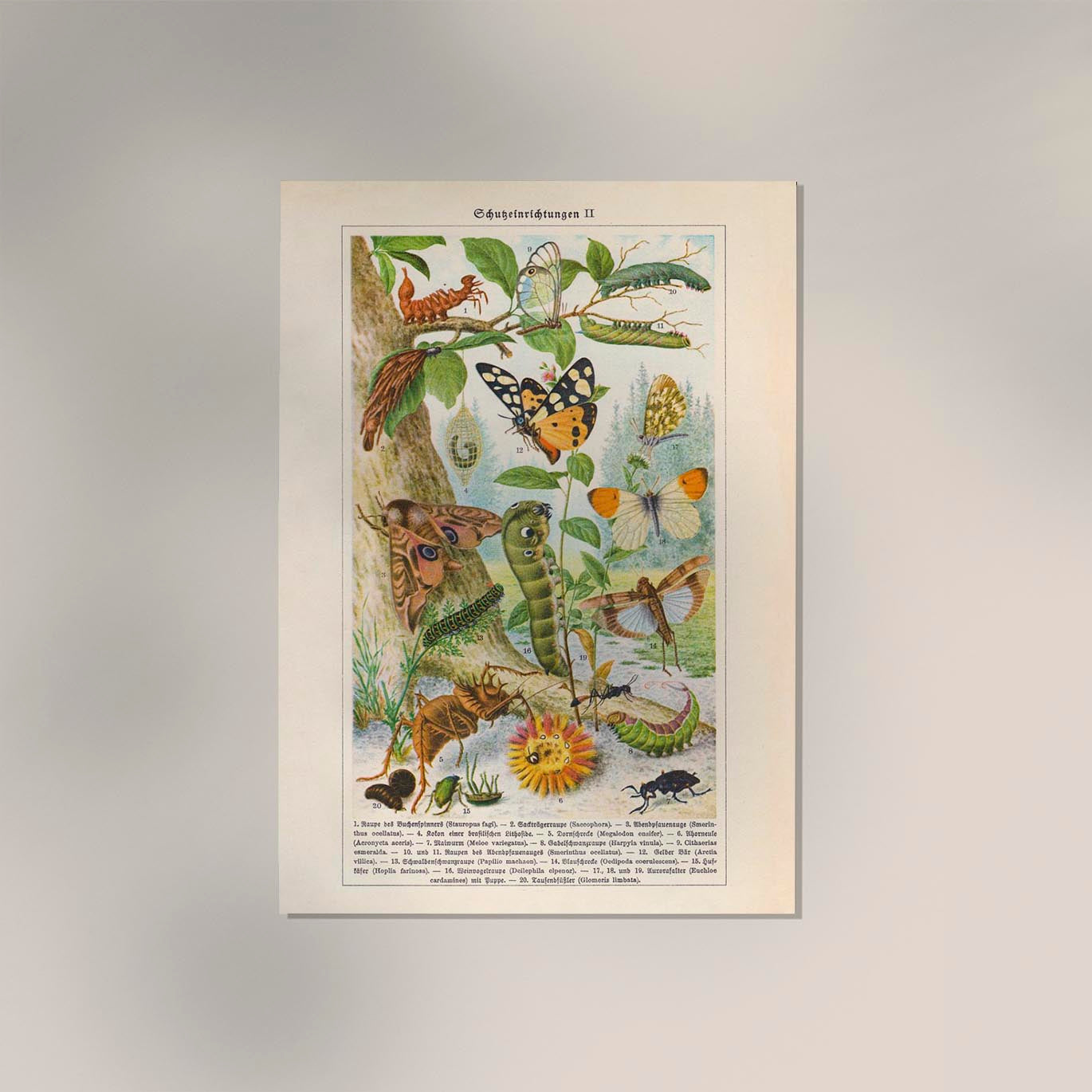 Insects with Camouflage II Poster