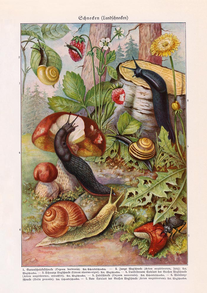 Vintage Snail Poster