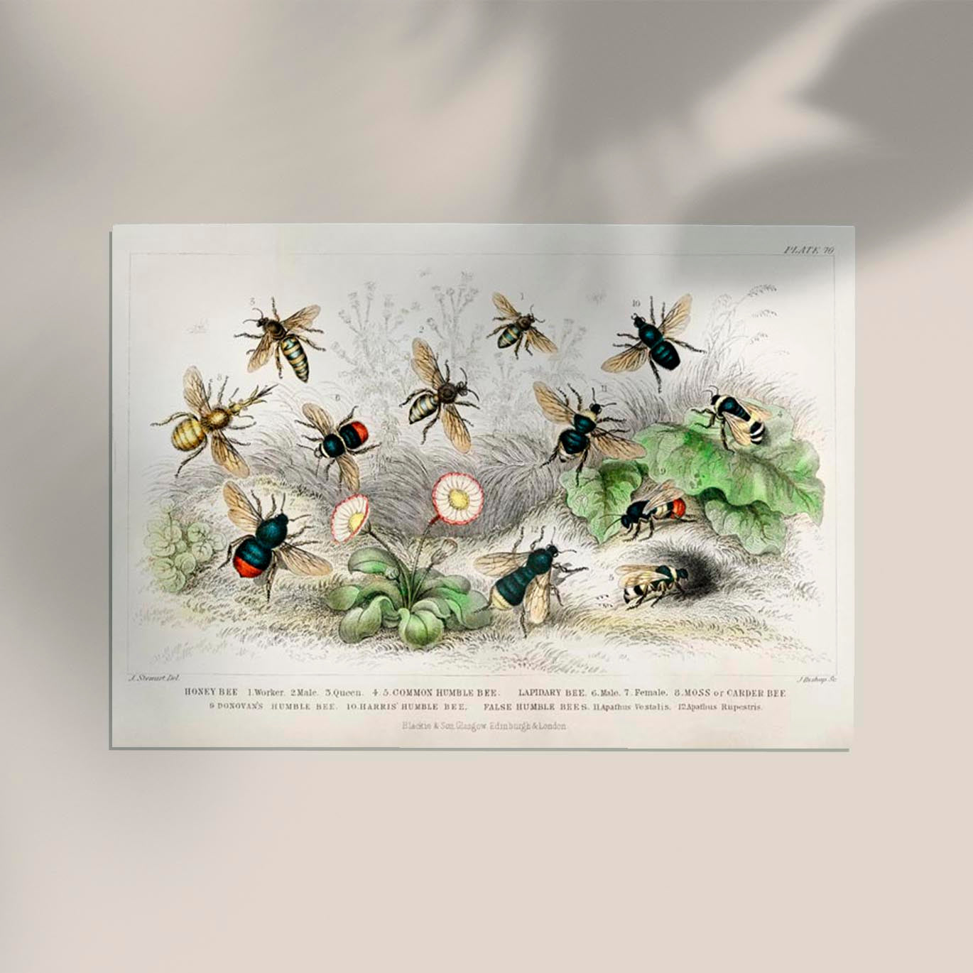 Honey Bee Poster