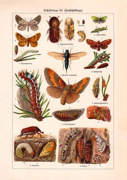 Plant Pests III Poster