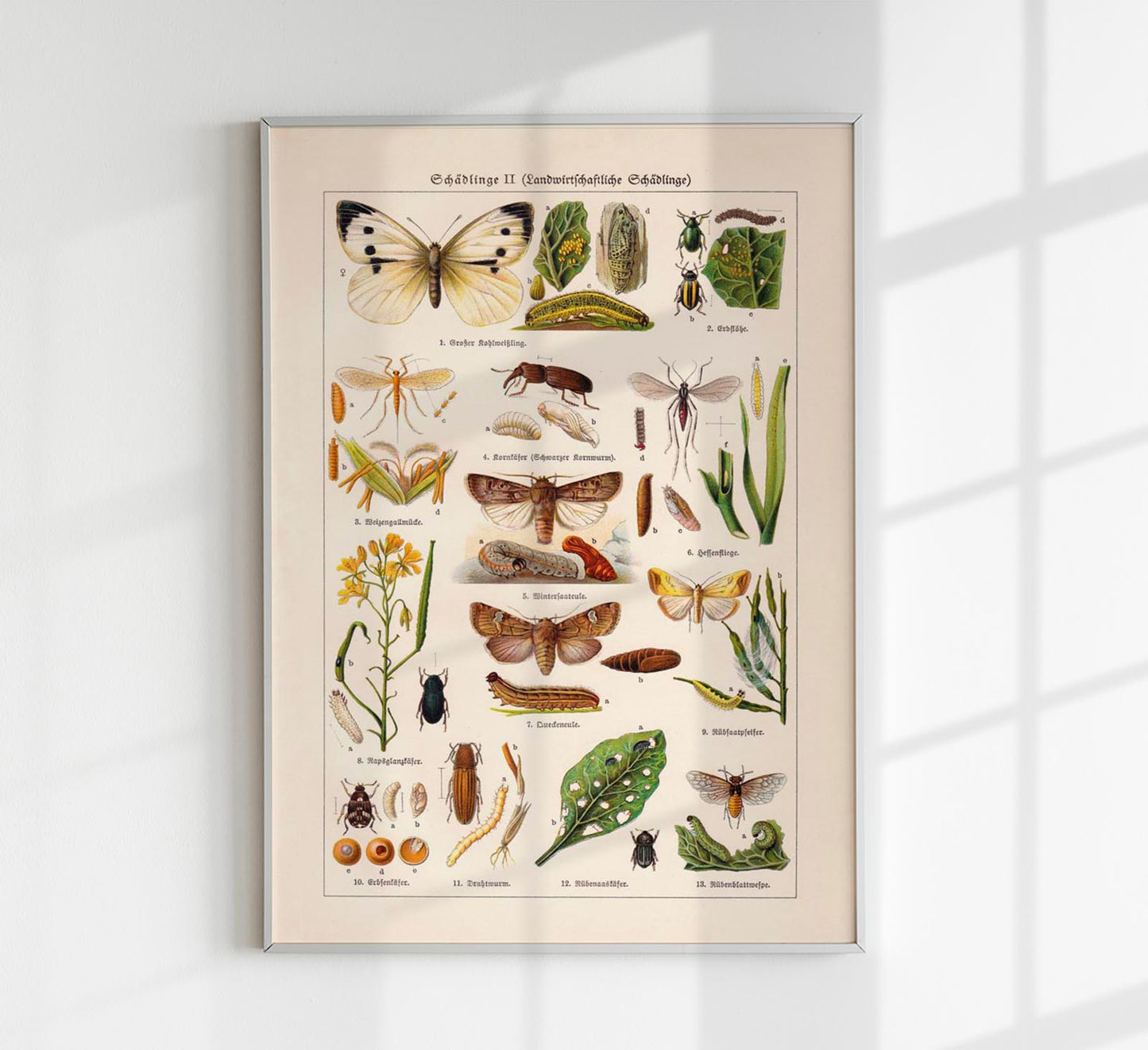 Plant Pests II Poster