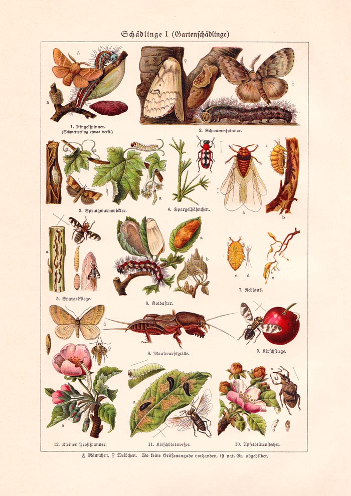 Plant Pests I Poster