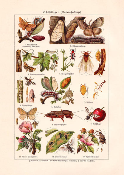 Plant Pests I Poster