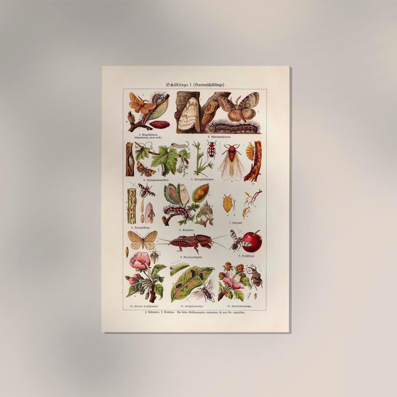 Plant Pests I Poster