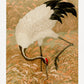 Sarus crane in rice field Japanese Art Print