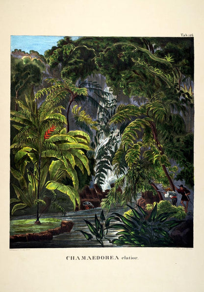 Camaedorea Colorful Jungle Scene Vintage Poster