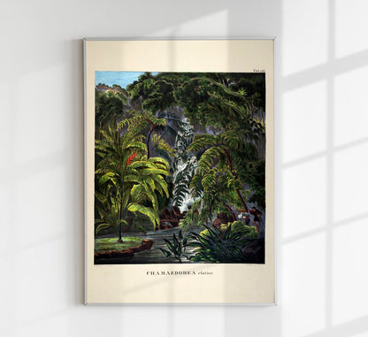 Camaedorea Colorful Jungle Scene Vintage Poster