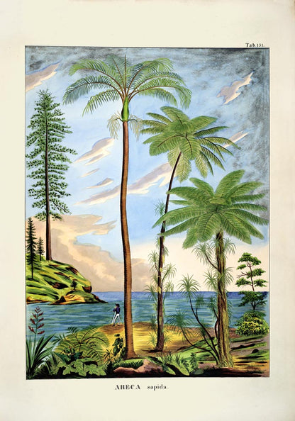 Areca Sapida Beach Scene Vintage Poster