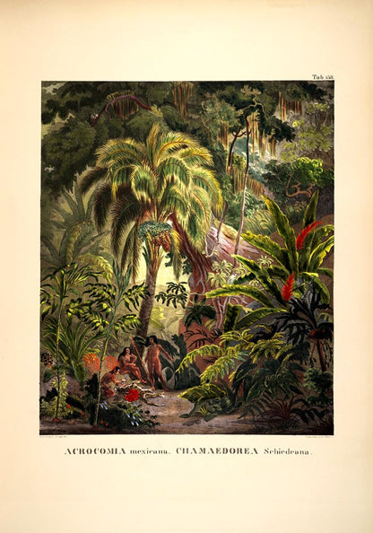 Acromia Mexicana Jungle Scene Vintage Poster