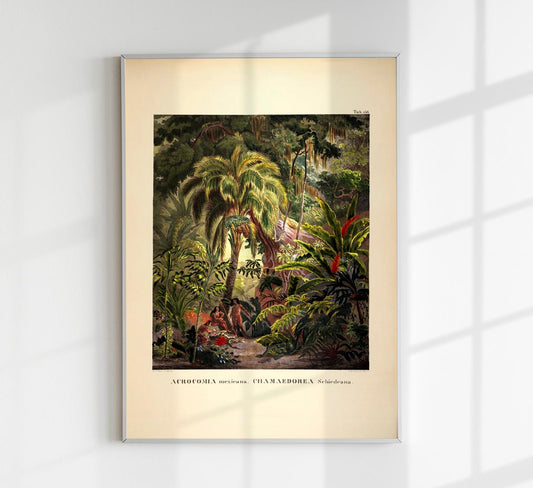 Acromia Mexicana Jungle Scene Vintage Poster